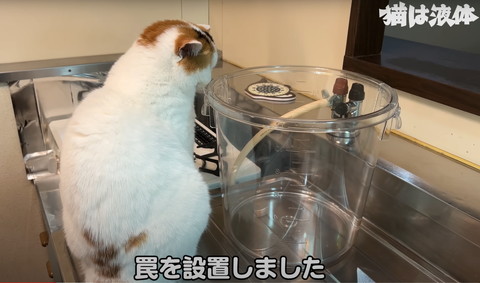 わなを設置しましたテロップ