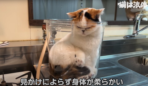 見かけによらず身体が柔らかいテロップ