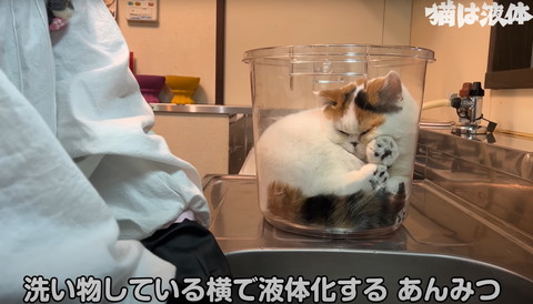 洗い物している横で液体化テロップ