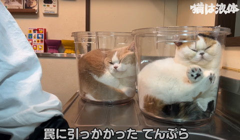 わなに引っ掛かったてんぷらテロップ