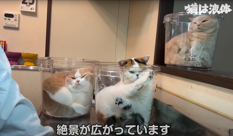 バケツ猫3匹