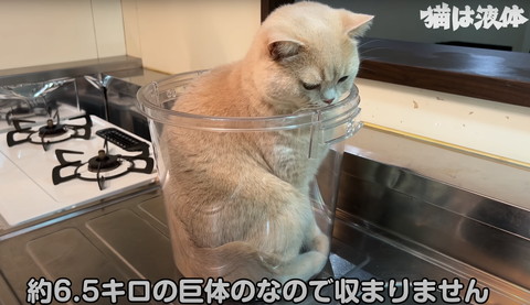 巨体なので収まりませんテロップ