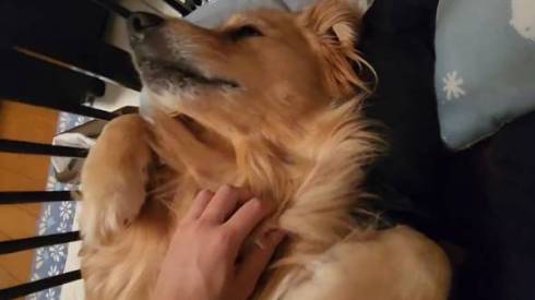 ゴールデンレトリバーをなでなで