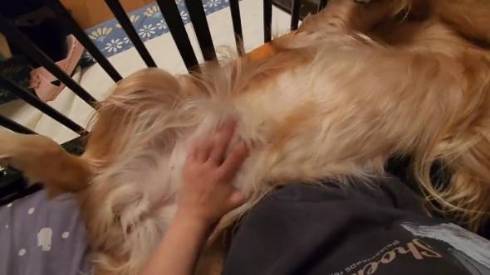 ゴールデンレトリバーをなでなで