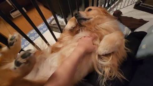 ゴールデンレトリバーをなでなで