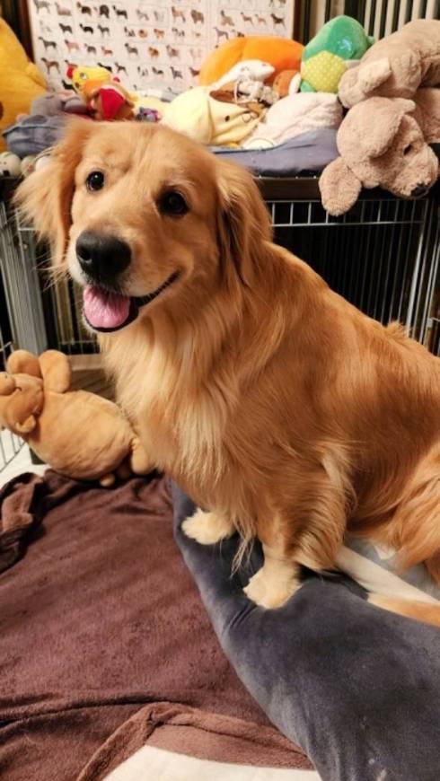 ゴールデンレトリバーをなでなで