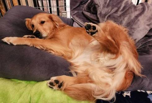 ゴールデンレトリバーをなでなで