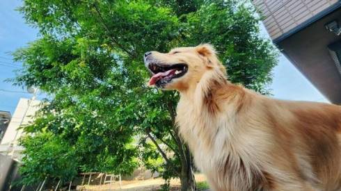 ゴールデンレトリバーをなでなで