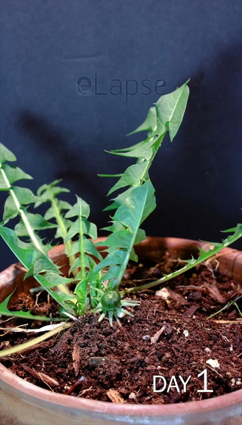 たんぽぽ タイムラプス 成長