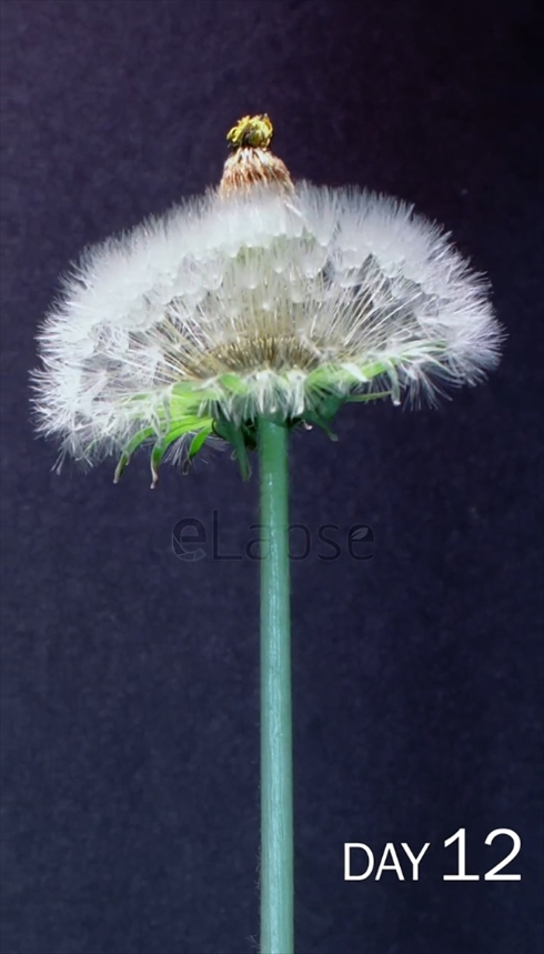たんぽぽ タイムラプス 成長