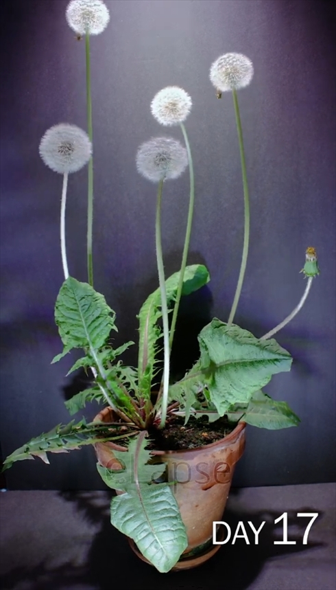 たんぽぽ タイムラプス 成長