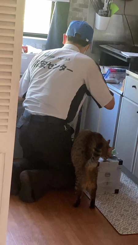 近寄る猫ちゃんとガス点検のスタッフ