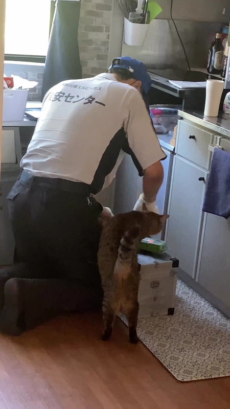 猫とガス点検のおじさん