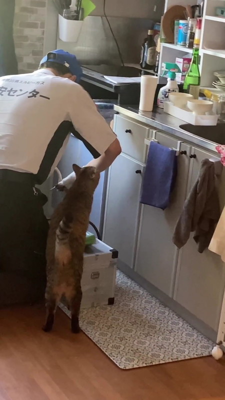 においをかぐ猫