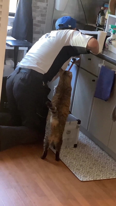 向こうを見る猫とガス点検スタッフ
