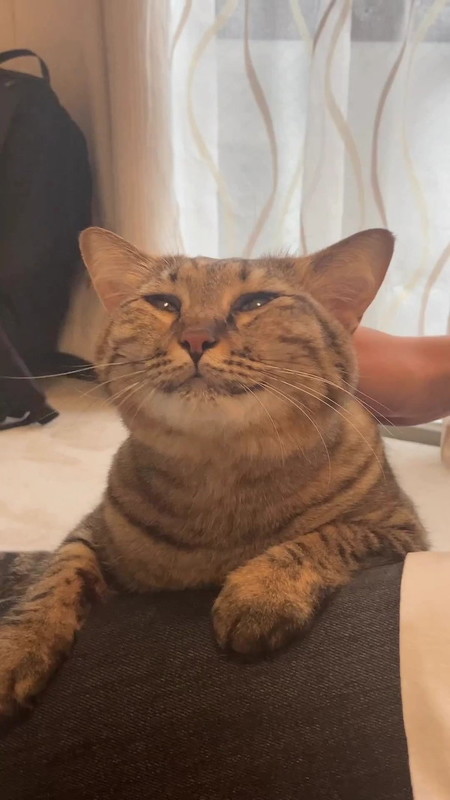なでられる猫