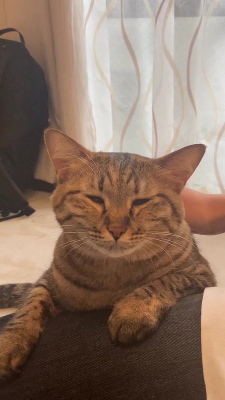 うれしそうな猫