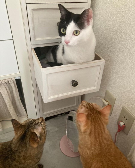 引き出しはいる猫