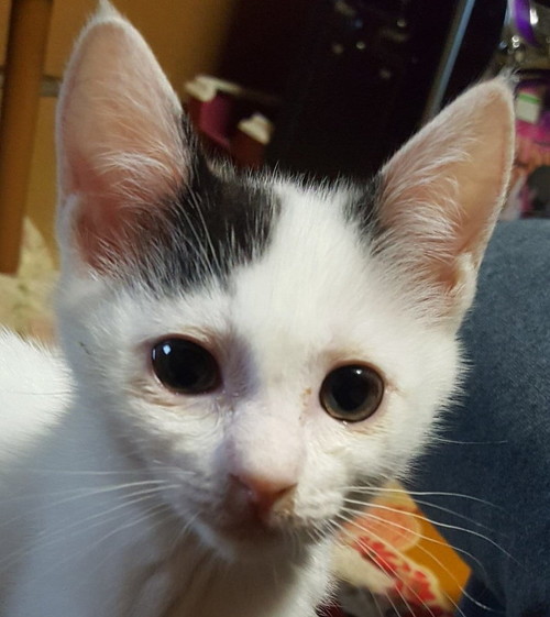 子猫時代のチロちゃん