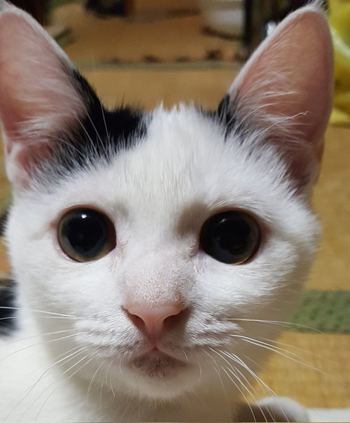 子猫時代のチロちゃん別角度