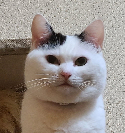 成猫時代のチロちゃん正面