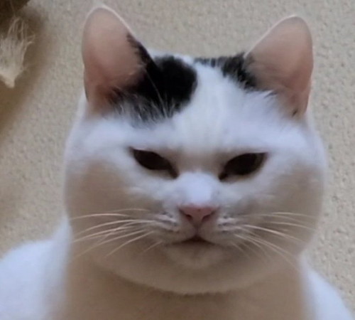 するどい目のチロちゃん