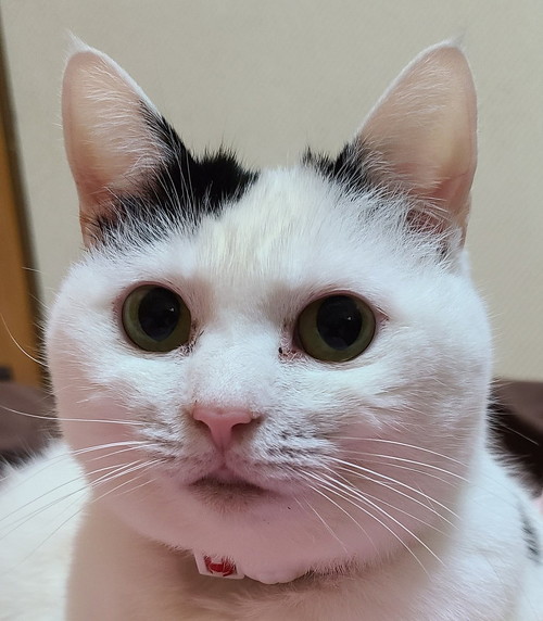 丸い目のチロちゃん