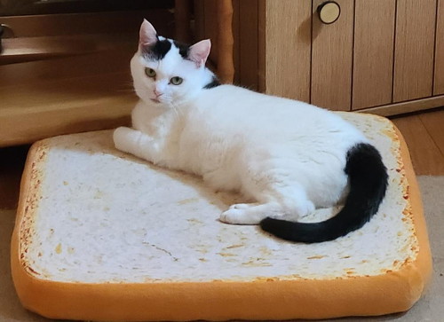 食パンと猫