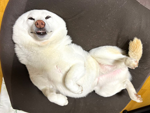 気持ちよさそうに寝る白柴