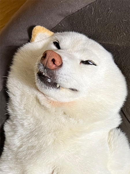 気持ちよさそうに寝る白柴