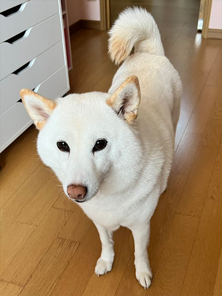 気持ちよさそうに寝る白柴