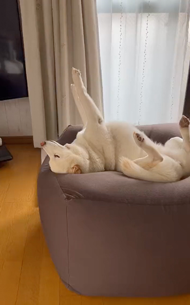 宇宙と交信する犬