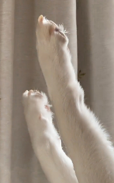 宇宙と交信する犬