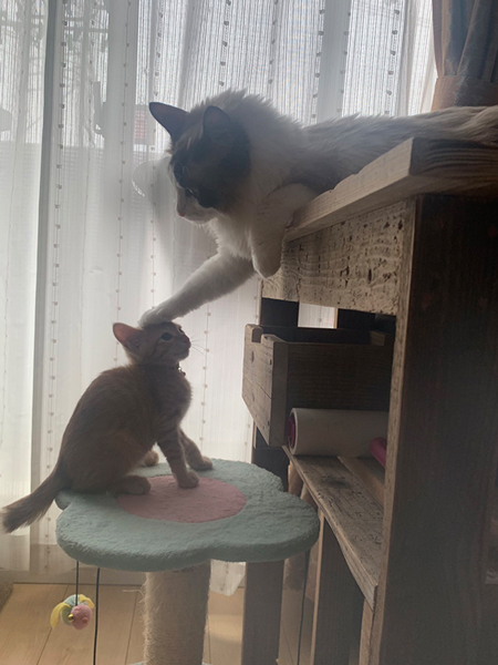 保護子猫の頭をなでる先住猫