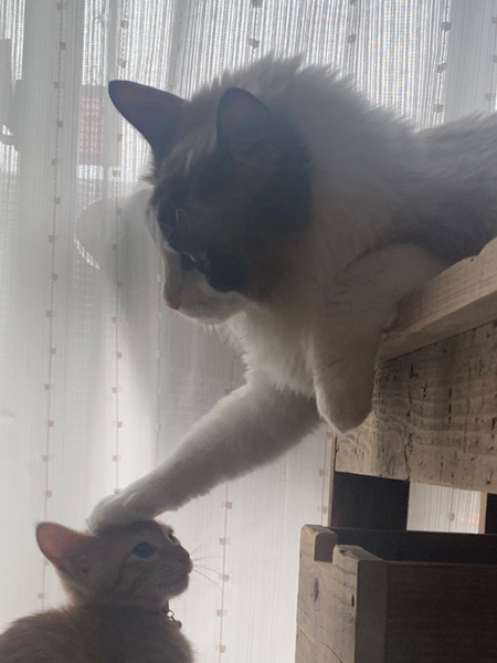 猫の優しい表情