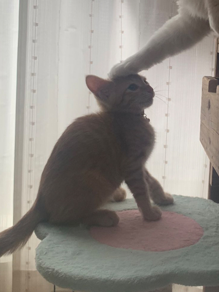 子猫アップ画像