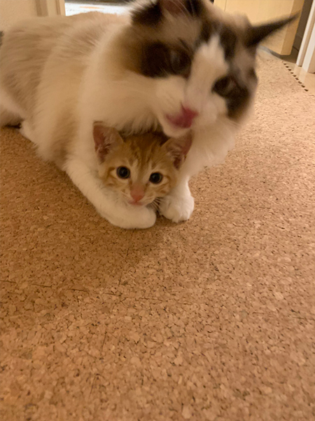 上に乗ってグルーミングする猫