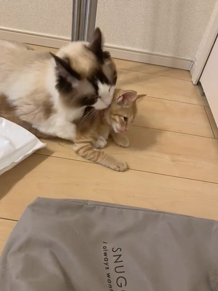 ちょっと困る子猫