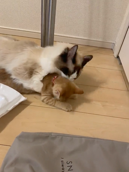 毛づくろいされる猫