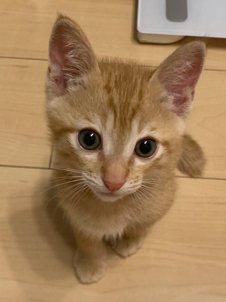 子猫アップ画像