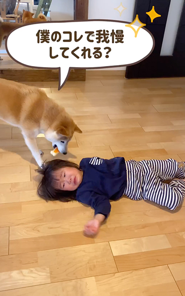 おもちゃ持ってくる柴犬