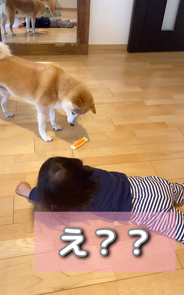 優しい柴犬