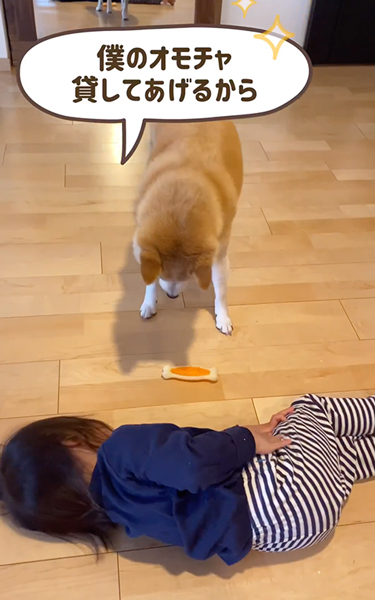 何度も置く柴犬