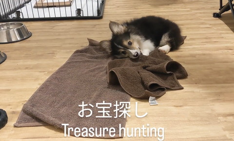 タオルと子犬