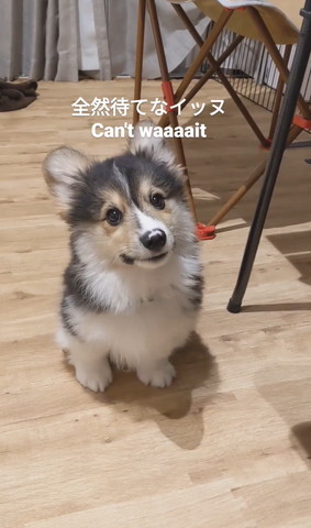 カメラ目線子犬