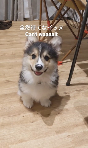 お座りして笑顔子犬