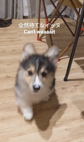 右前足前にだしてぶれてる子犬