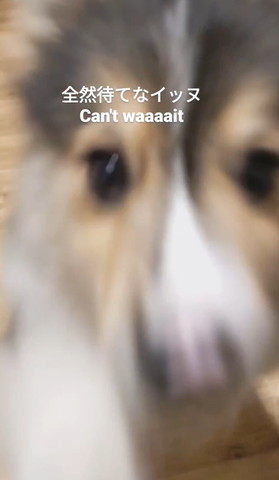 アップの子犬ぶれてる