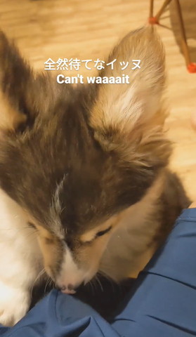 ひざにいる子犬