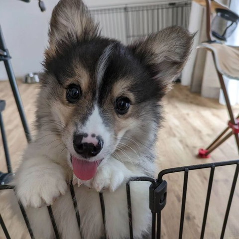 柵からかおだしてる子犬